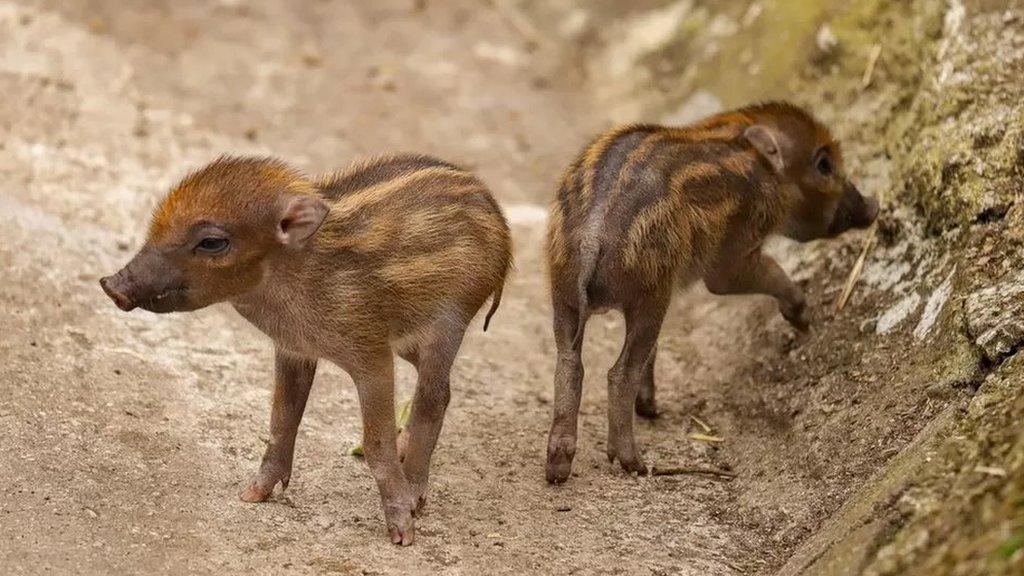 warty-piglets.