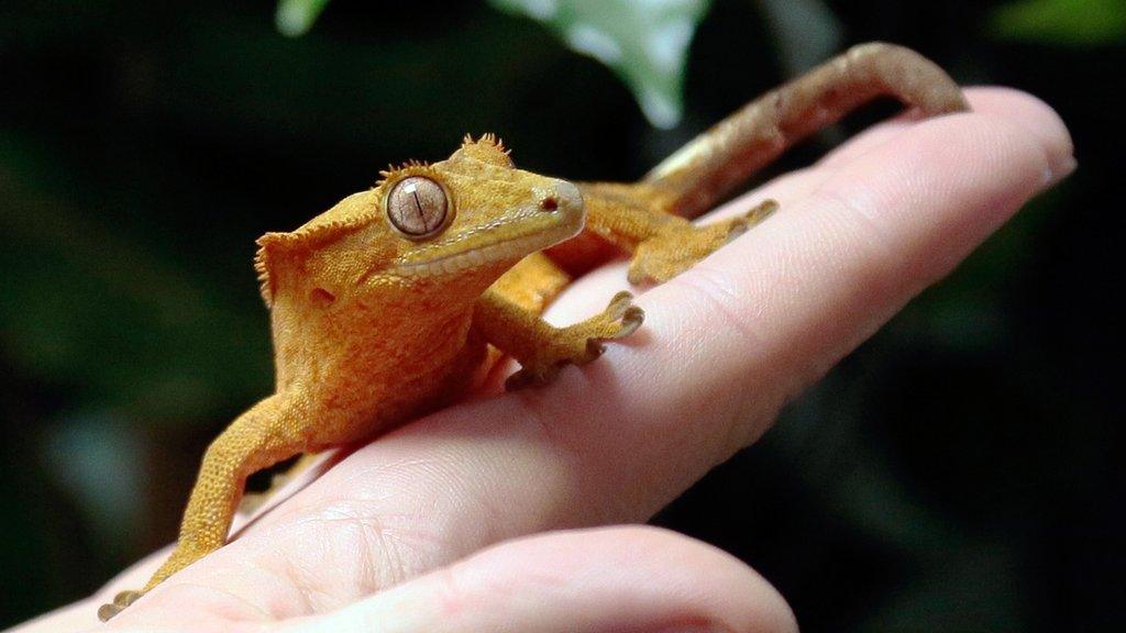 gecko