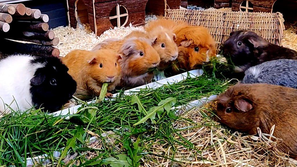 Guinea pigs