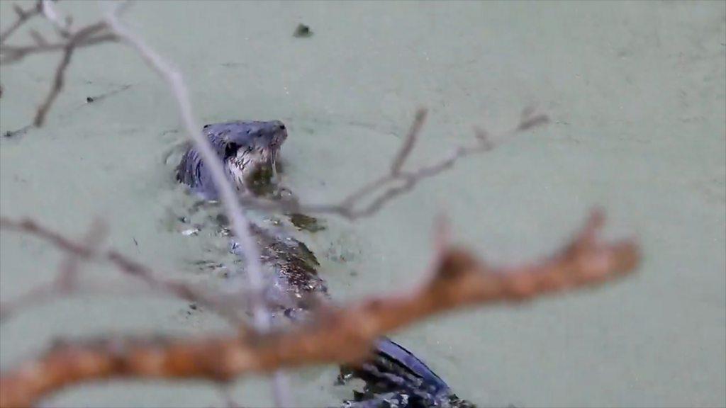 European otter filmed in Holywells Park in Ipswich