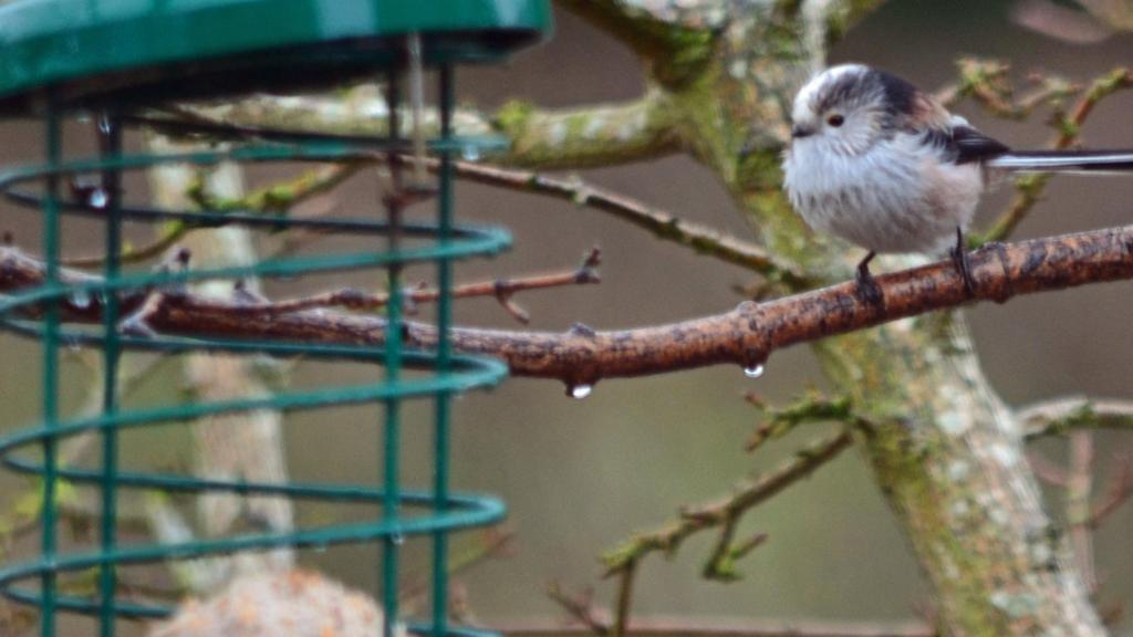 Long-tailed Tits eating from a bird feeder in Empingham in Rutland