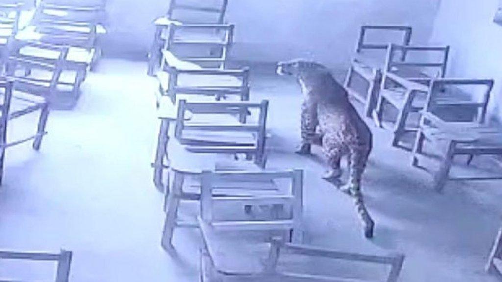 Leopard in classroom