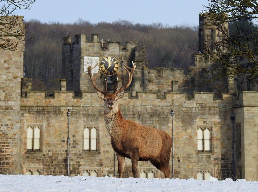 January 2021 - Red stag in the snow under the Castle Clock