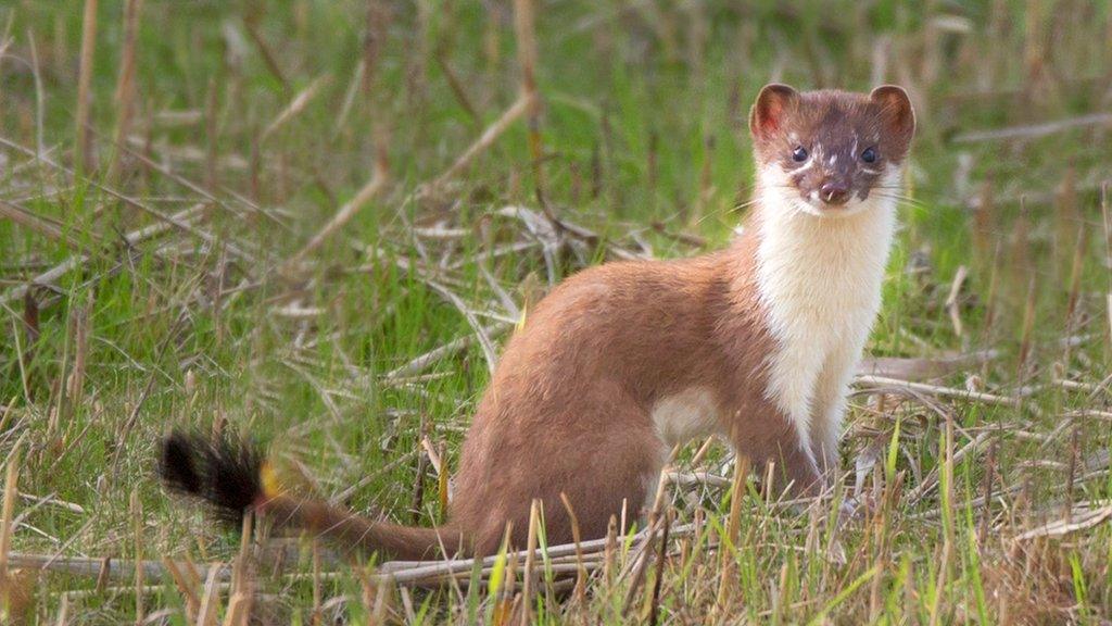 A stoat