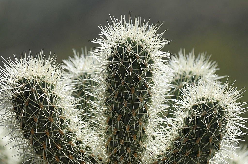 teddy bear cholla