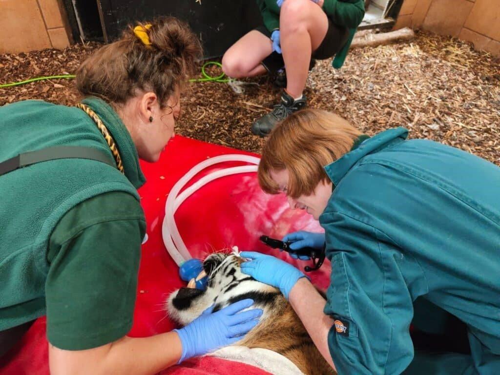 tiger being operated on by dentist