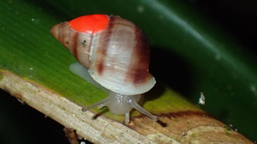 Partula snail