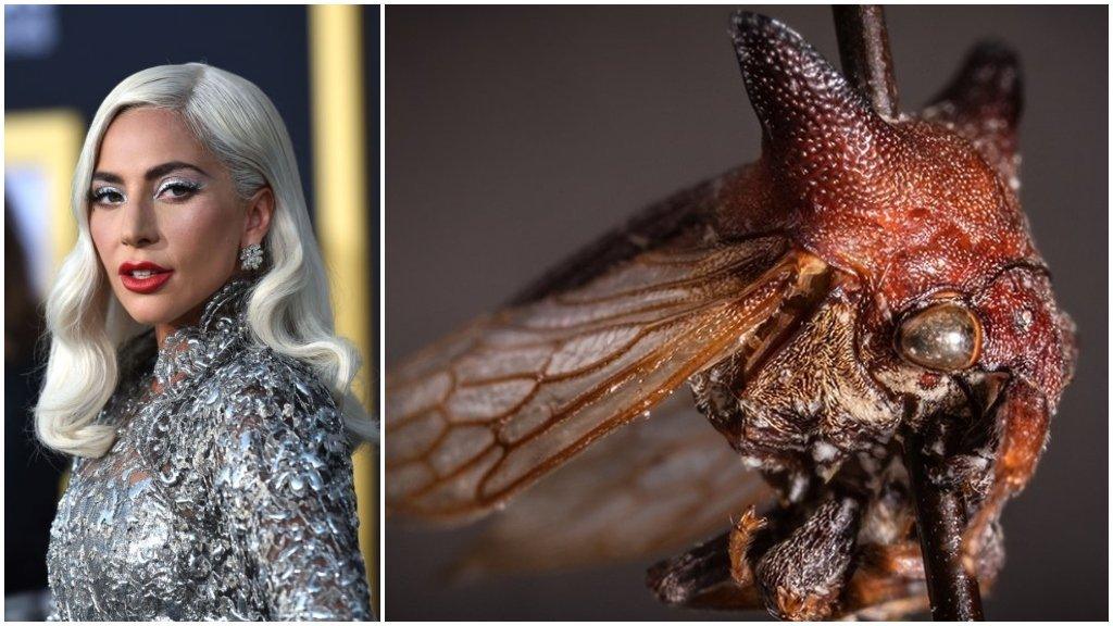 treehopper-kaikaia-gaga.