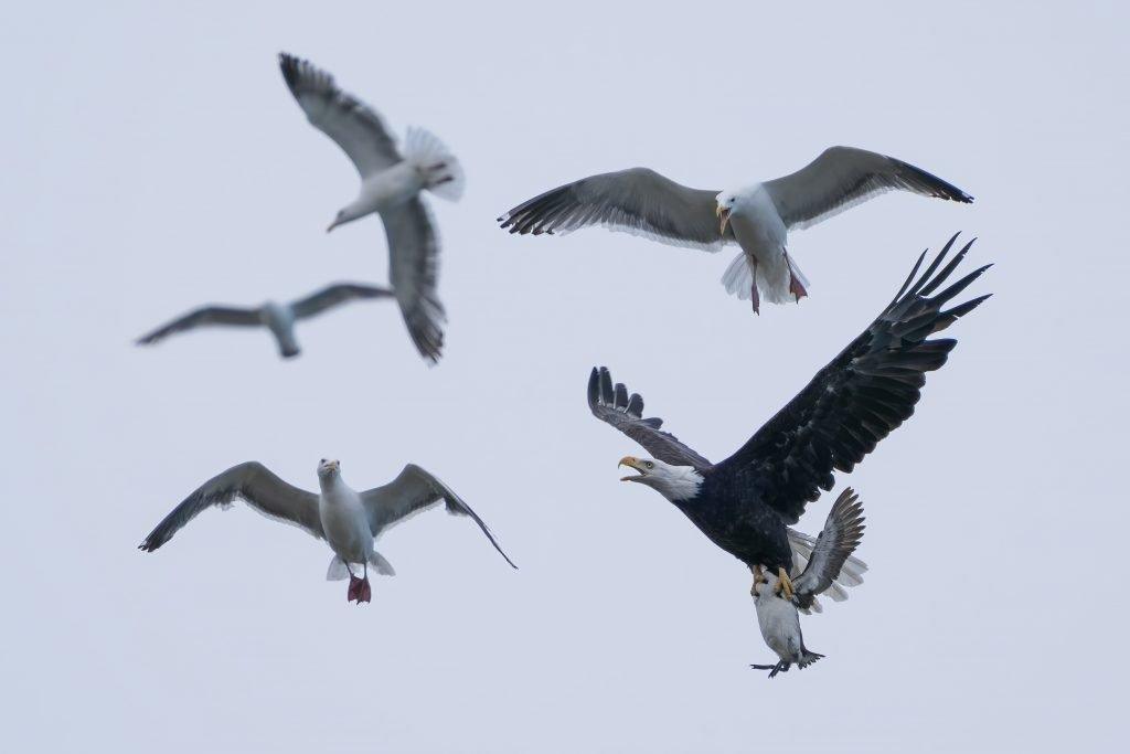 birds-in-the-air.