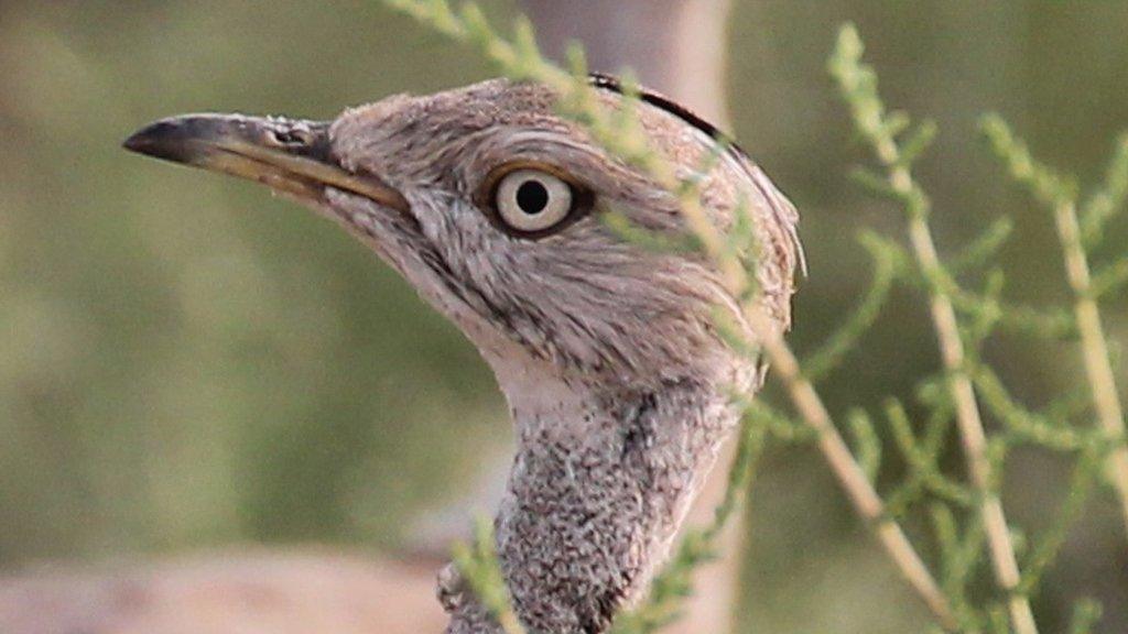 A Houbara bustard in the Lal Shanra national park area near Bahawalpur in southern Punjab being released into the wild by Houbara Foundation International