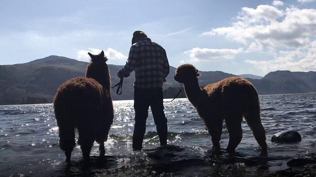 Alpacas