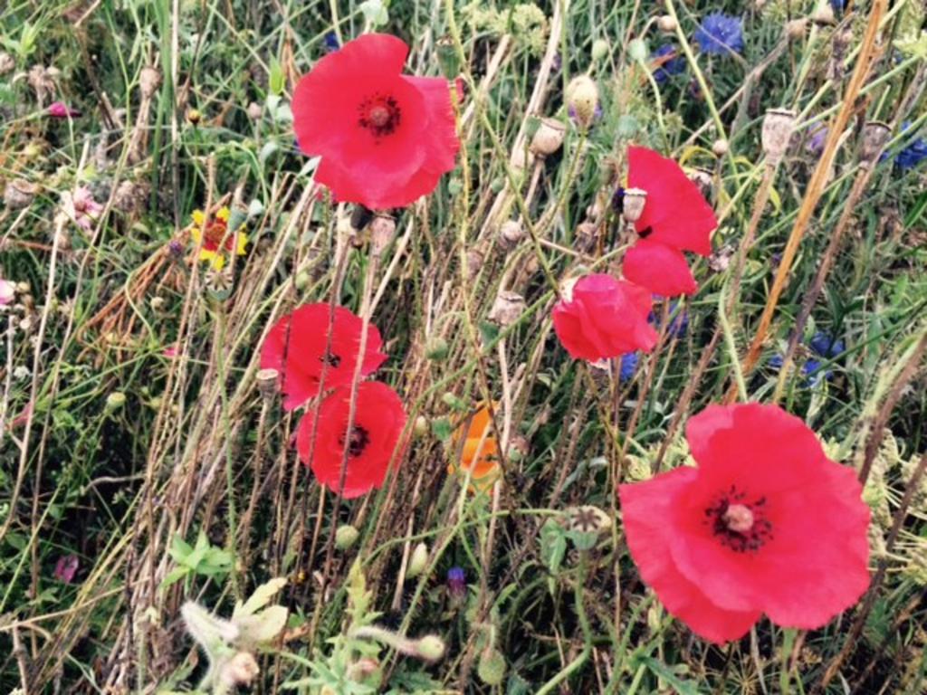 Poppies at Trentham