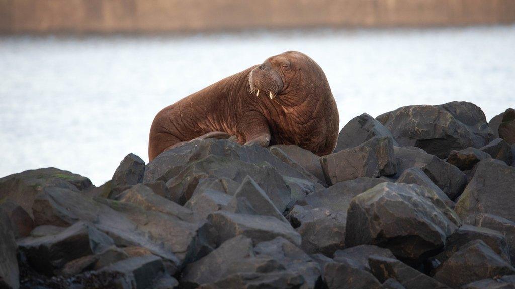 Walrus resting on rocks at Seahouses