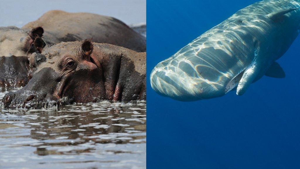 Hippo and sperm whale