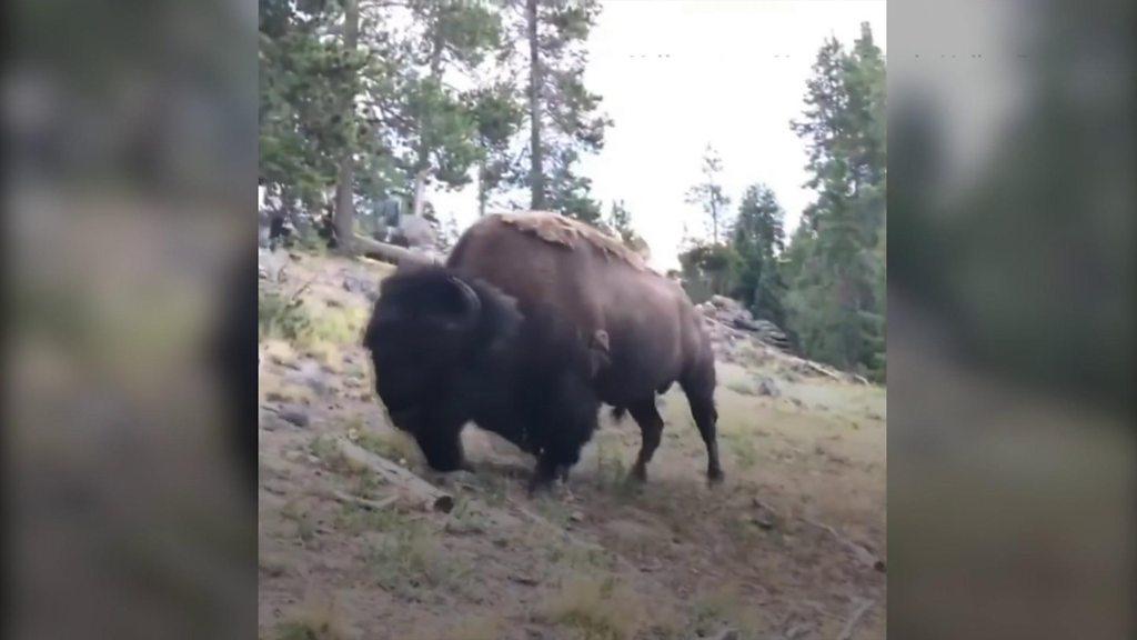 Bison at Yellowstone