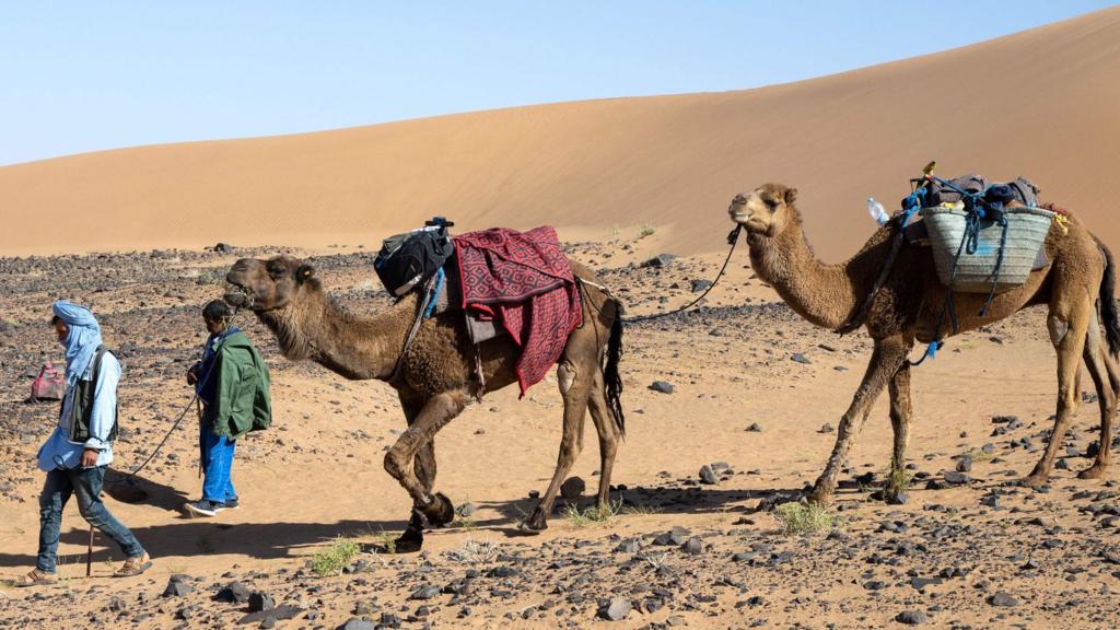 Camels in Morocco