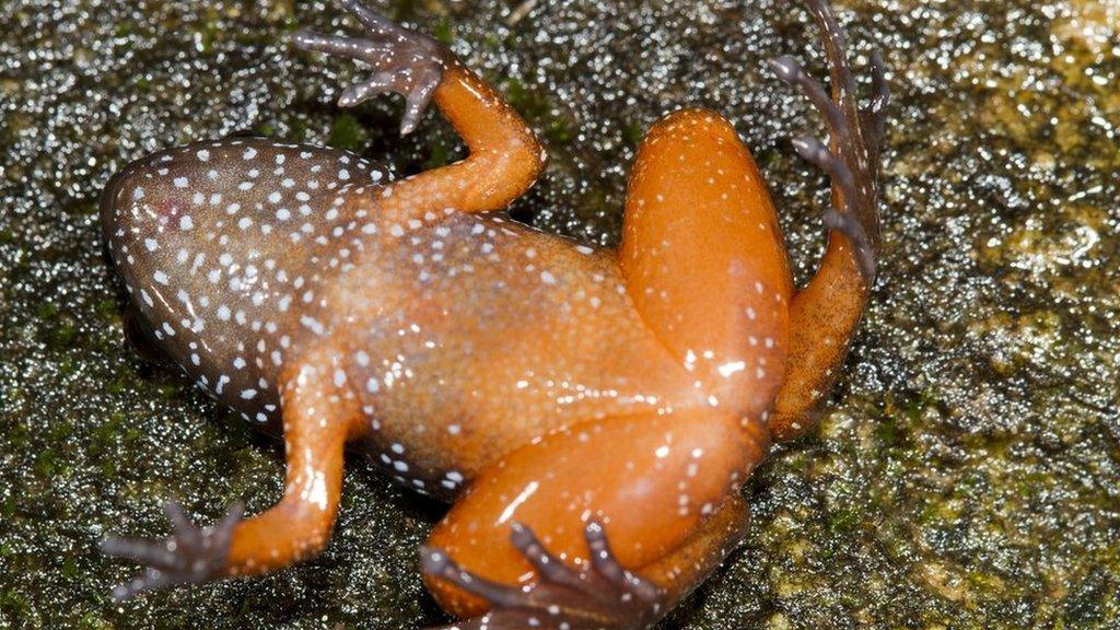 Starry frog.