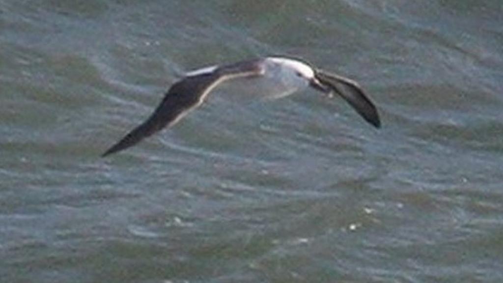 Albatross