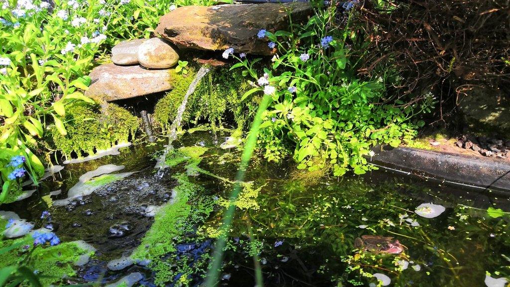 Image of wildlife pond with shade and vegetation for frogs courtesy of Paul Kleiman's garden