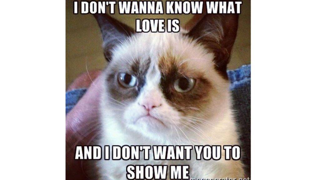 grumpy cat meme.