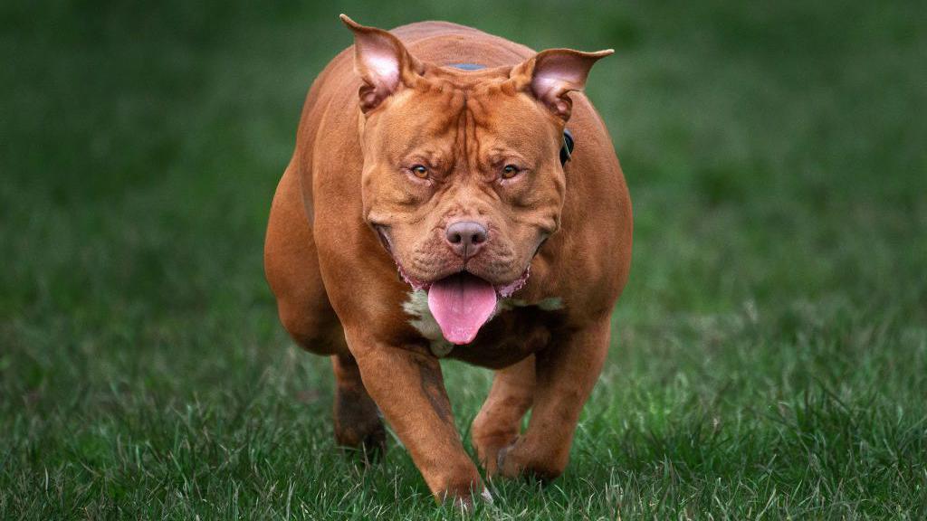 A brown and white XL bully type dog running through some grass towards the camera with its tongue out