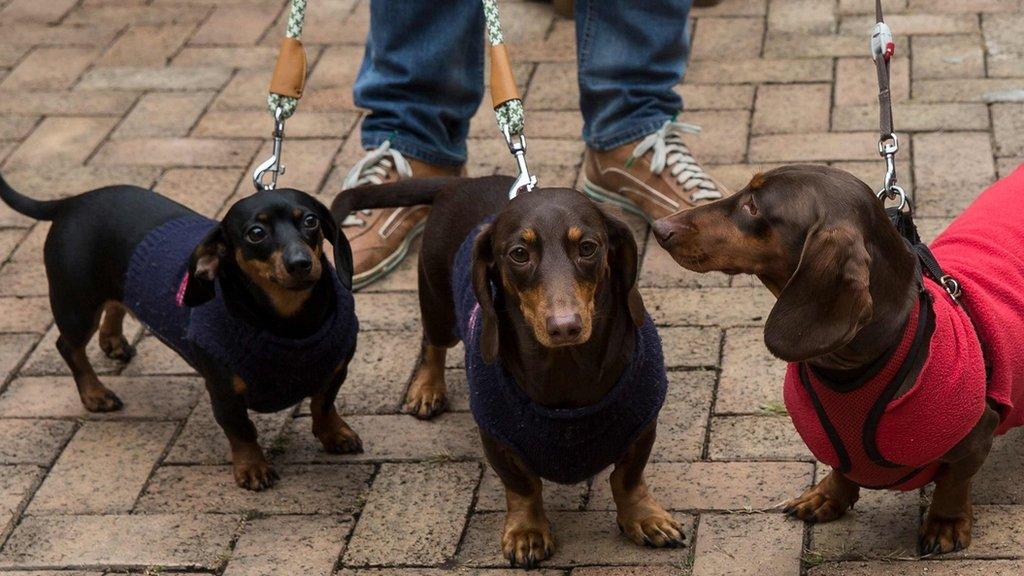 Dachshund dogs