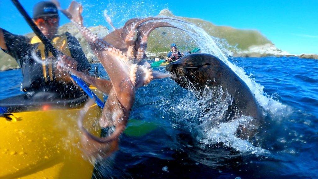 A seal slaps a man with an octopus