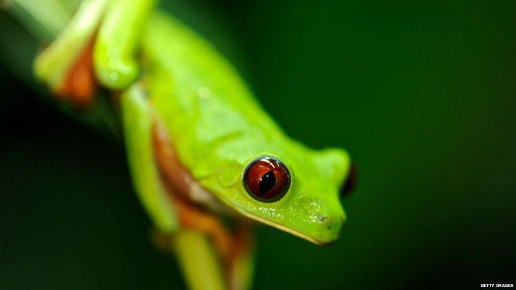 Red-eyed tree frog of Panama