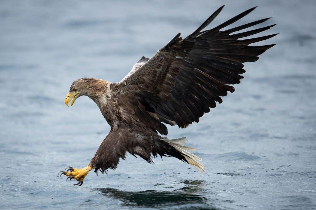 A-white-tailed-eagle-hunts-a-fish