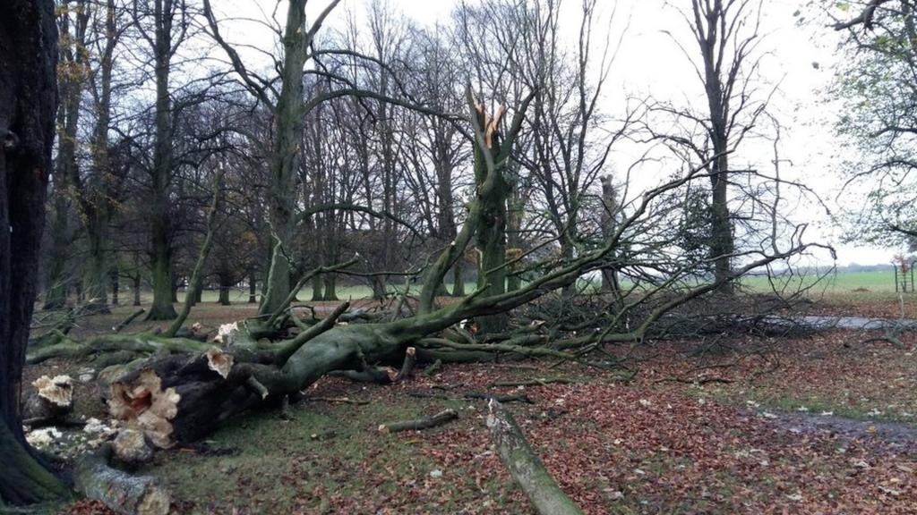 Storm damage at Tatton