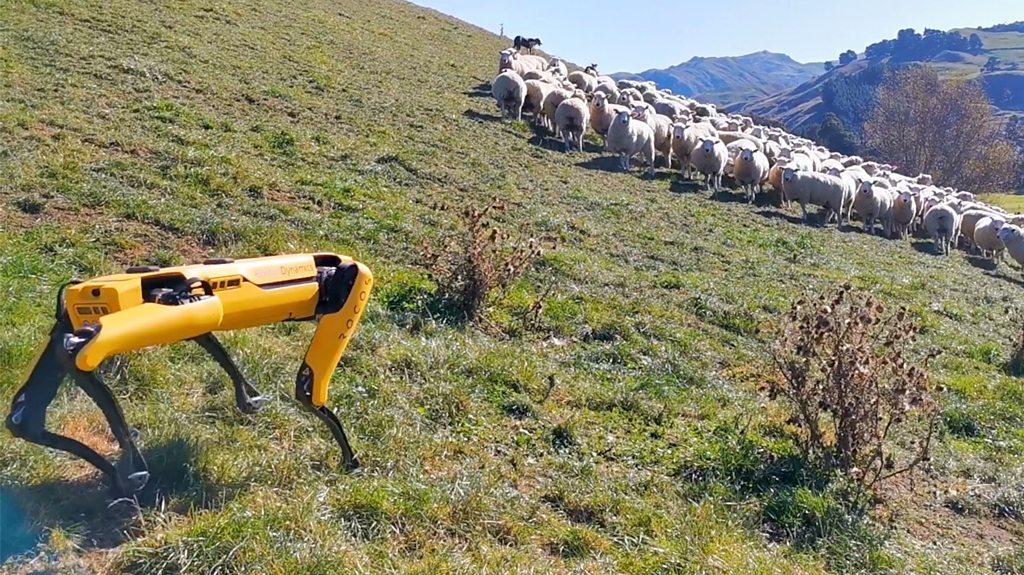 Robot dog with sheep