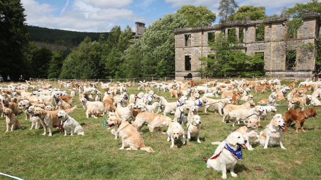 Golden retrievers at Guisachan, near Tomich