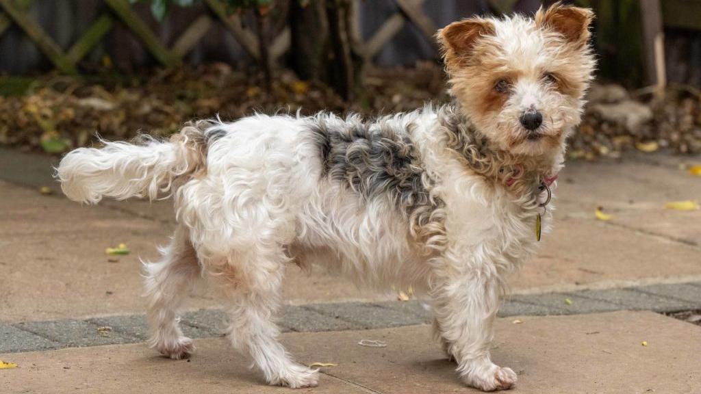 A small fluffy white and tan-coloured terrier type dog with a black nose, looking at the camera