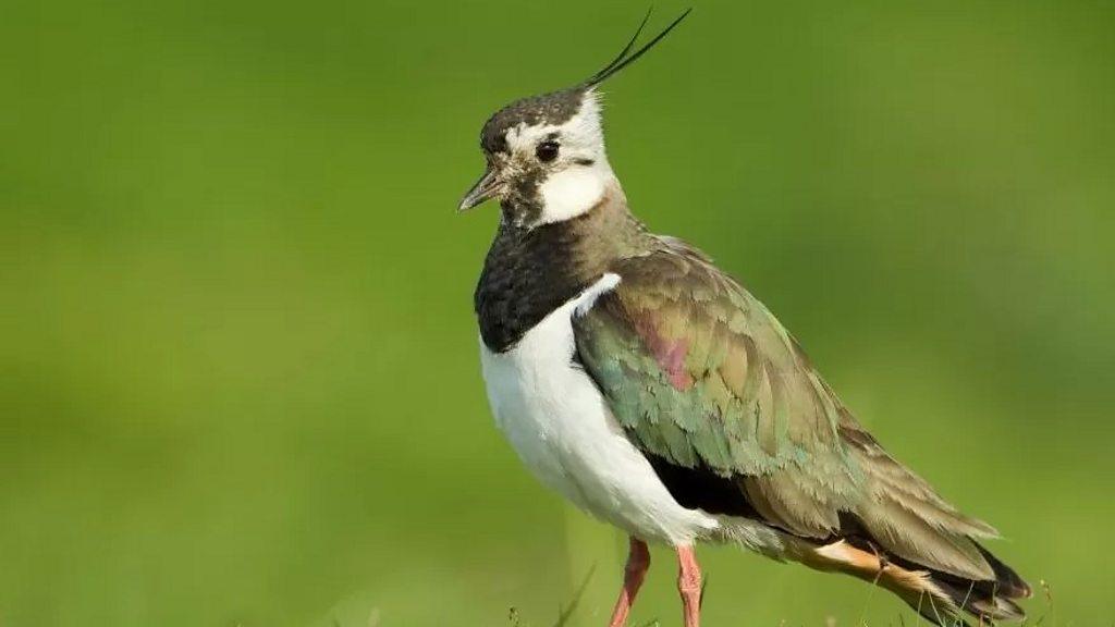 Lapwing