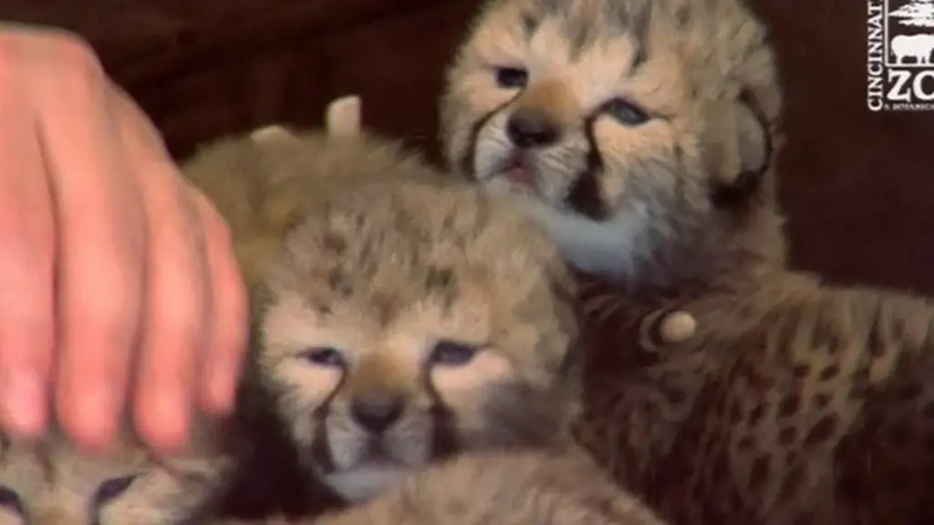 Dog carer' for cheetah cubs born by C-section - BBC News