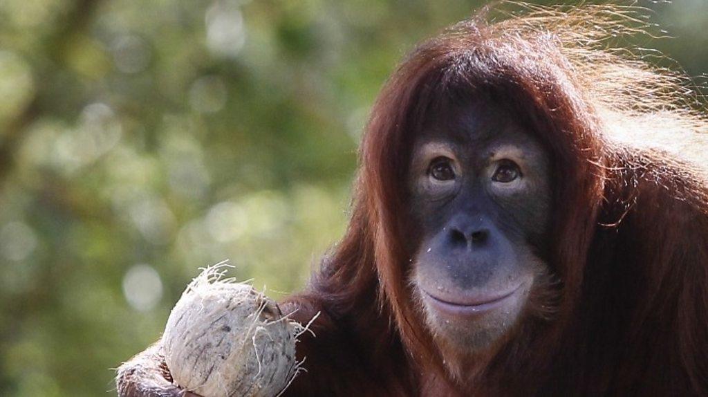 A Sumatran Orangutan