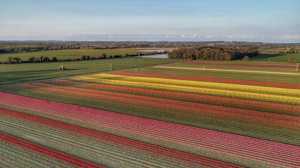 Tulip field at sunset in west Norfolk