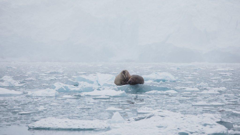 walrus family lay on a sheet of ice