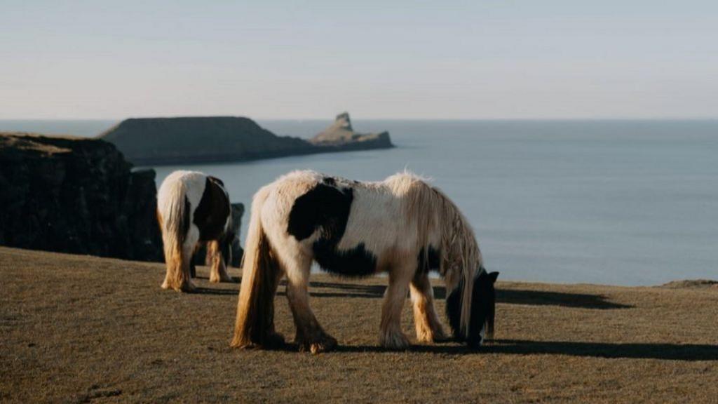Two horses graze on cliffs with the sea in the background.
