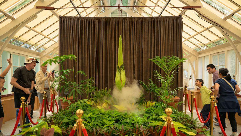 A crowd of people looking at a tall spiky plant placed behind a red velvet rope and in front of a brown curtain.