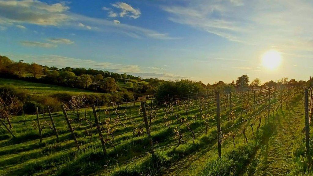 A vineyard at sunrise