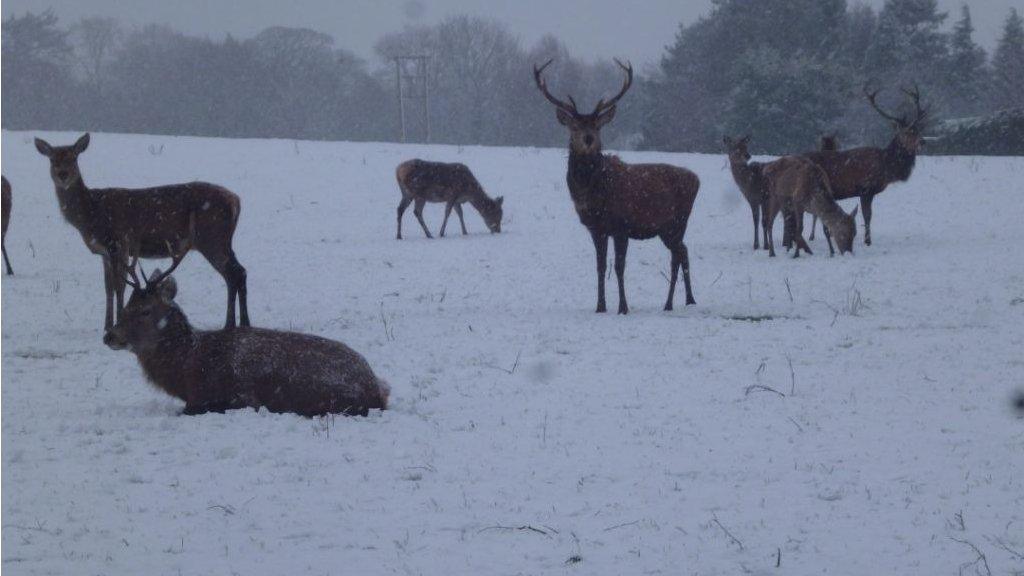 Crook of Devon deer