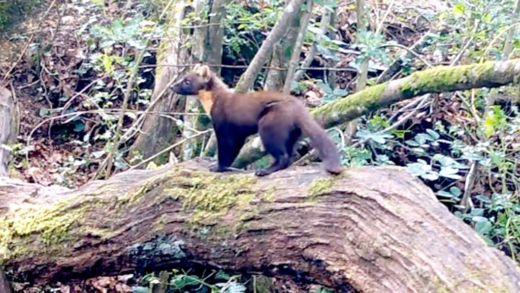 Pine marten