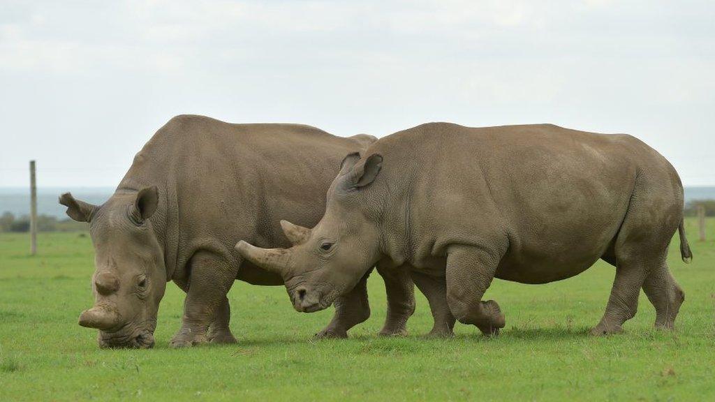 Last 2 northern white rhinos