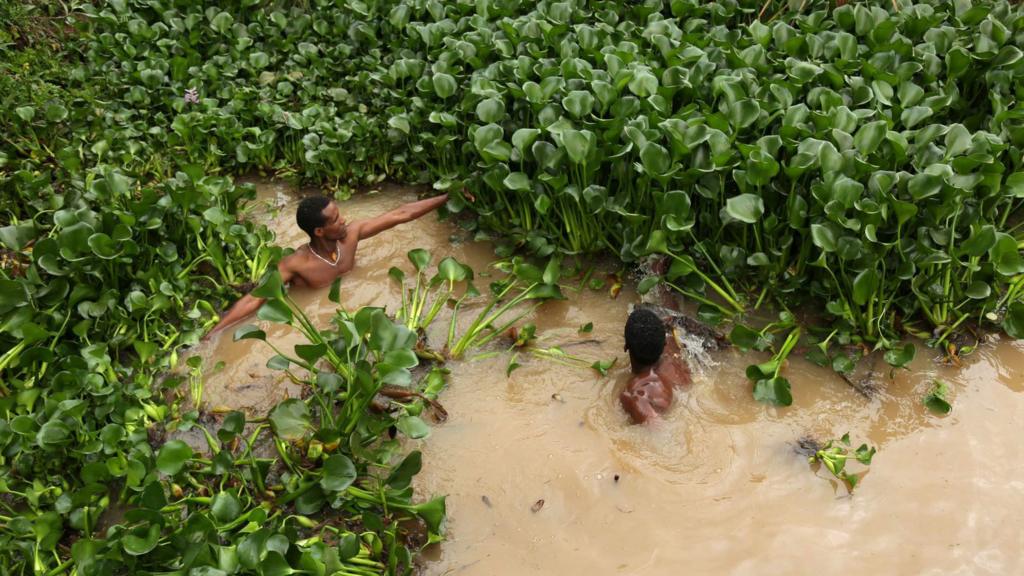 Ethiopian men remove hyacinth weed from Lake Tana