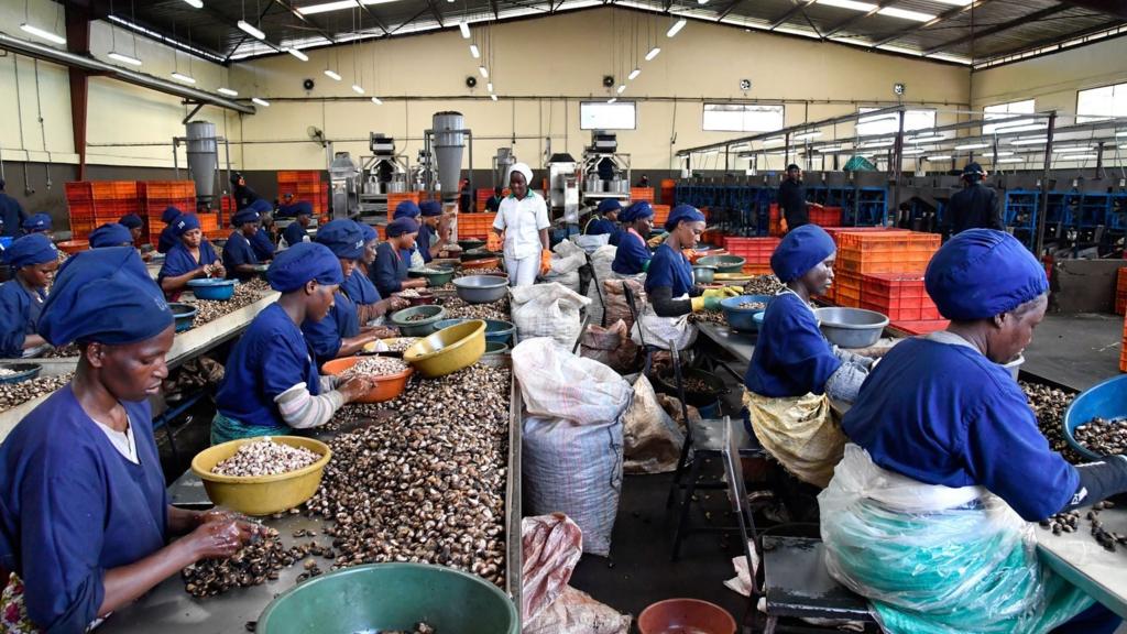 Workers process cashew nuts in Ivory Coast.