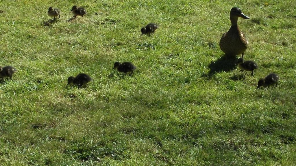 Ducks in Rothley