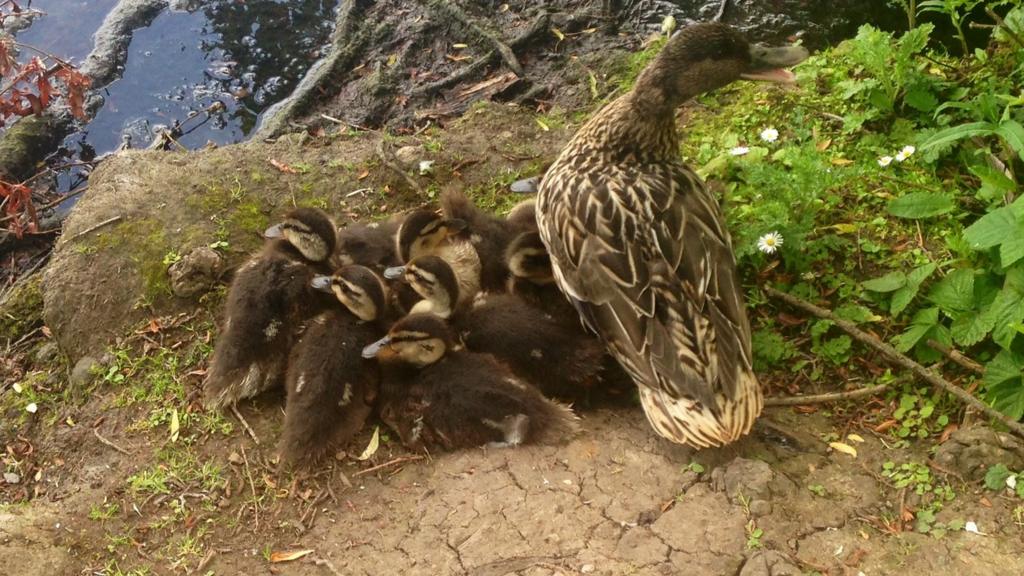 Ducks at Westport Lake