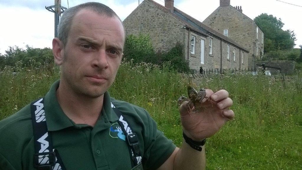 Steve Hudson holding an american signal crayfish