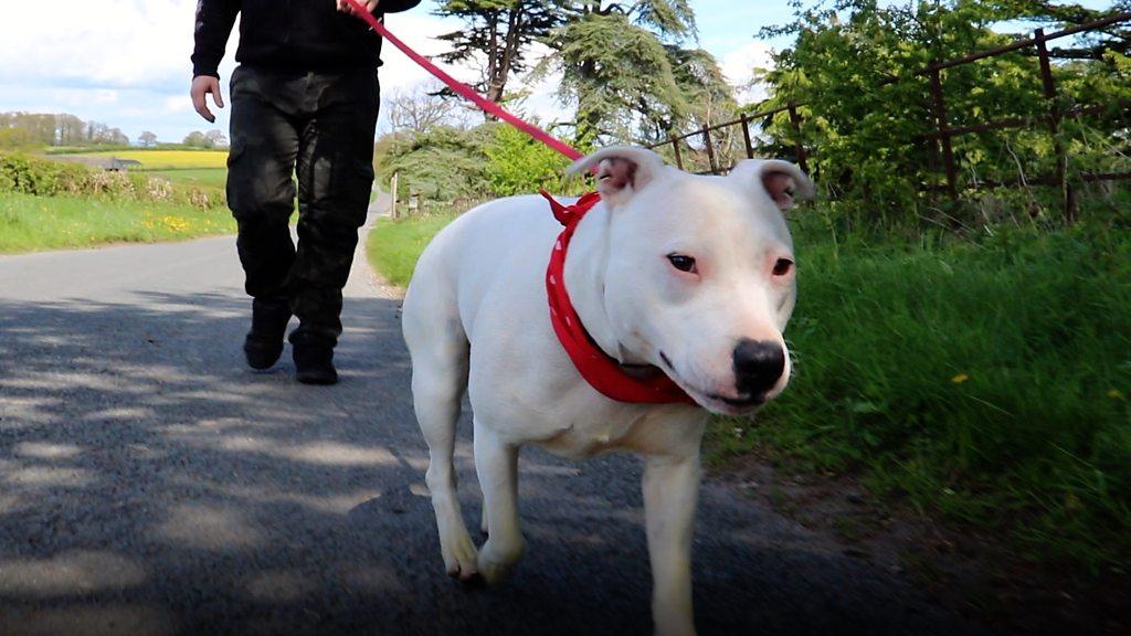 Video about a deaf dog